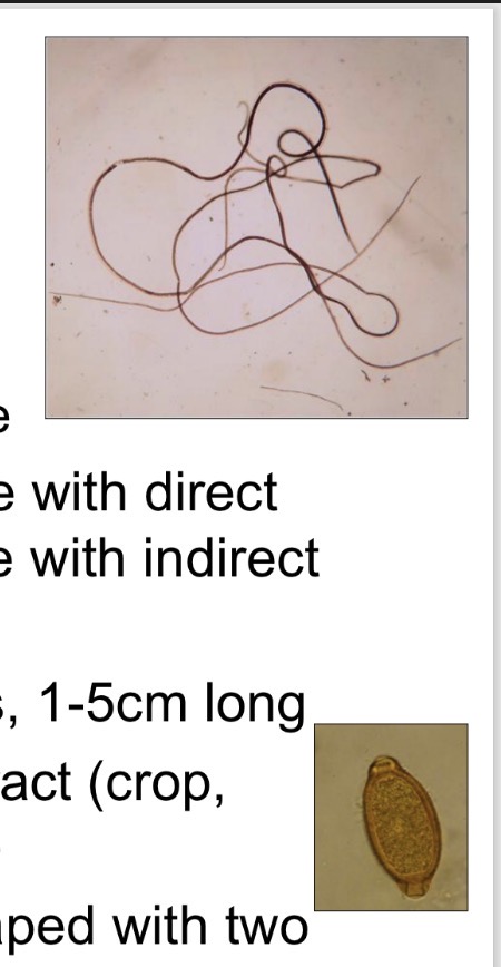 <p>Capillaria spp - Morphology </p>