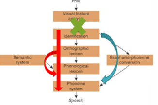 <p>A neurological condition characterized by the inability to read despite the ability to write and spell correctly, often resulting from damage to the ventral visual pathways. </p>