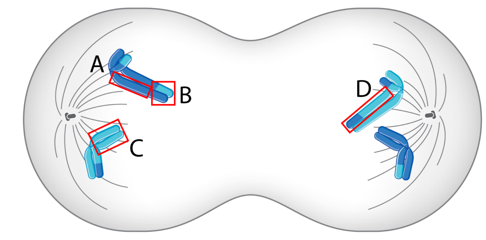 <p><span>In the figure, which box encloses two copies of the same gene variants (alleles) from only one of the parents?</span></p>