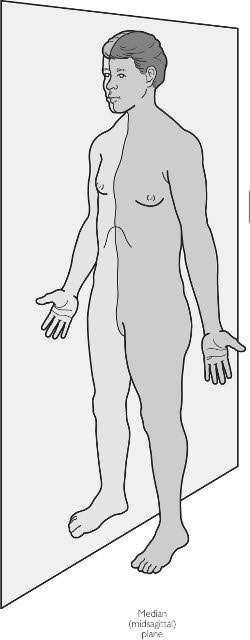 <p>midsagittal plane</p>