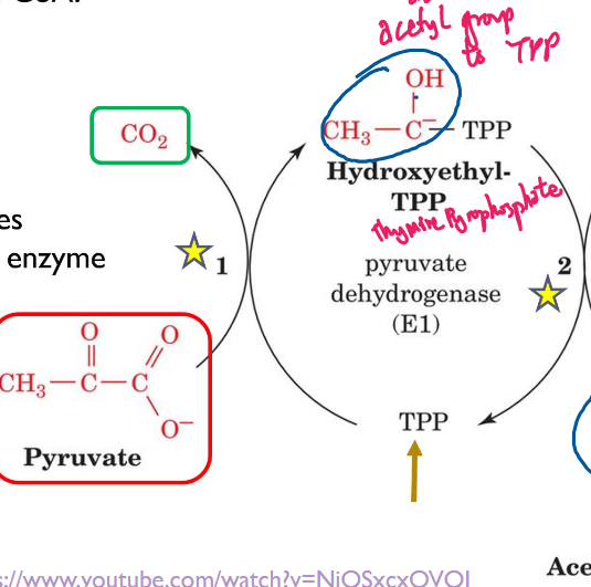 <p>E1 (pyruvate DH) decarboxylates the Pyruvate. The remaining acetyl group of the Pruvate is added to a TPP</p>