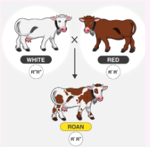 <p>both alleles for the same characteristic are simultaneously expressed in the heterozygote</p><p></p>