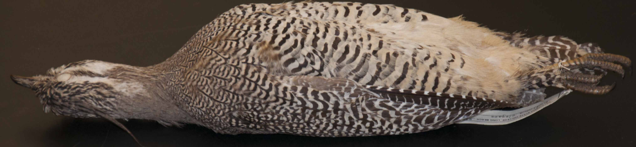 <p>(Tinamou)</p>