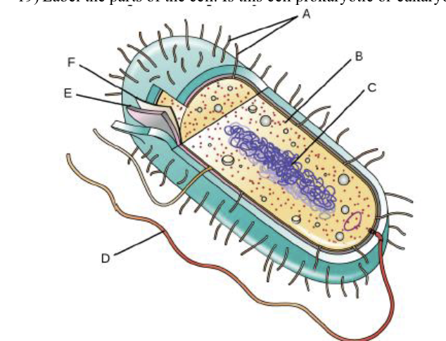 <p>label the parts of ths prokaryotic cell </p>