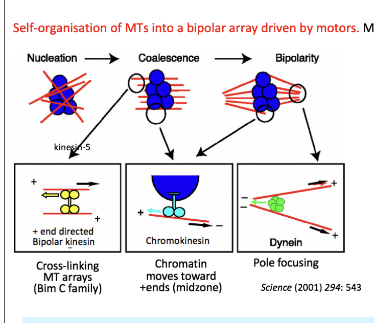 <ol><li><p>Chromokinesins <strong>(Kinesin-4 and 10) for MT nucleated near chromatin</strong></p><ul><li><p>Bind chromatin as cargo </p></li><li><p>+ end directed</p></li><li><p>push parallel MT (-) ends away on each side on the chromatin mass</p></li><li><p>resolved the initial array around chromatin into 2 half spindles</p></li></ul></li><li><p><strong>Kinesin 5</strong></p><ul><li><p>bipolar, tetrameric + end-directed</p></li><li><p>crosslinks and slides antiparallel MTs past each other</p></li><li><p>organising the two halves into bipolar spindle</p></li><li><p>supports the MT overlap at the mid-zone</p></li></ul></li><li><p><strong>Dynein</strong></p><ul><li><p>Multimeric(-) end directed</p></li><li><p>moves along parallel MTs </p></li><li><p>focuses the poles by bringing (-) ends close together</p></li></ul></li></ol><p><em>note: picture→ black arrows indicate the direction of movement of an MT</em></p><ul><li><p><em>other arrows mark the direction of motor movement</em></p></li></ul><p></p>