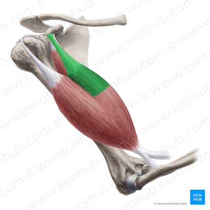 <p>Biceps Brachii Short head Origin</p>