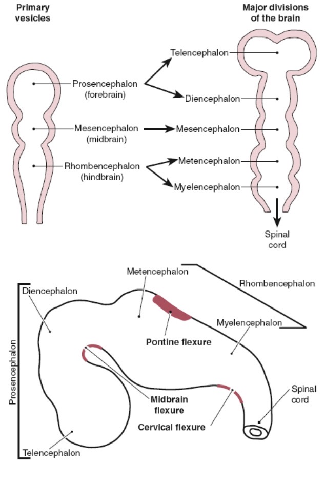 <p>Prosencephalon (forebrain) </p><p>Mesencephalon (midbrain)</p><p>Rhombencephalon (hindbrain) </p>