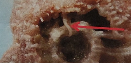 <p>what is this on the sea star</p>