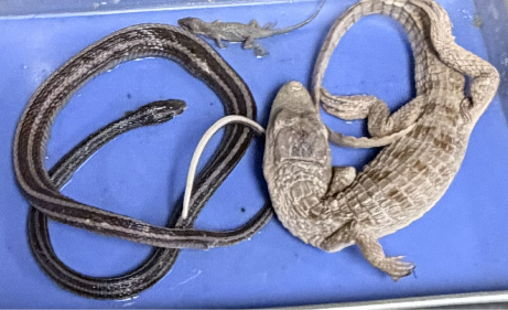 <p>What Kingdom, Phylum, Subphylum and Class are these found in?</p>