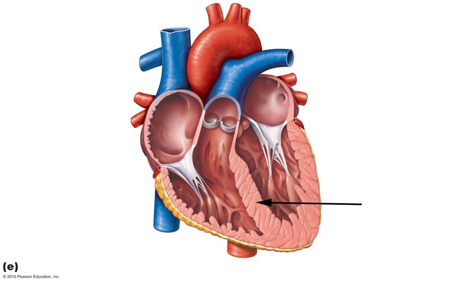 <p>separates ventricles</p>