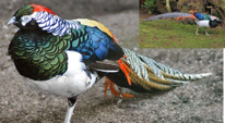 <p>welk type kip is dit</p>