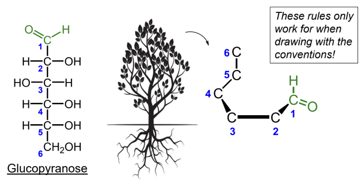 <p>The Fischer tree falls <strong>right</strong> <strong>down</strong>.</p>