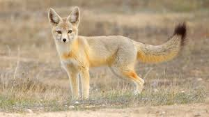 <p>Cat-sized.</p><p>Desert/shrublands</p>