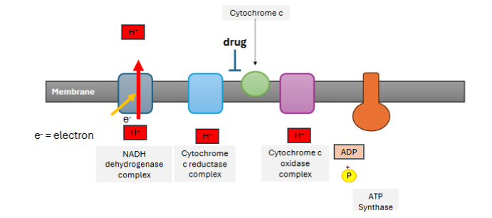 <p>A company develops a drug that inhibits the transfer of electrons from Cytochrome c reductase complex to Cytochrome C. Draw what impact this would have on the H+ transfer through ETC and ATP synthase. Indicate the flow of H+ across the membrane, which side of the membrane would have high H+ and if ATP synthase can make ATP.</p>