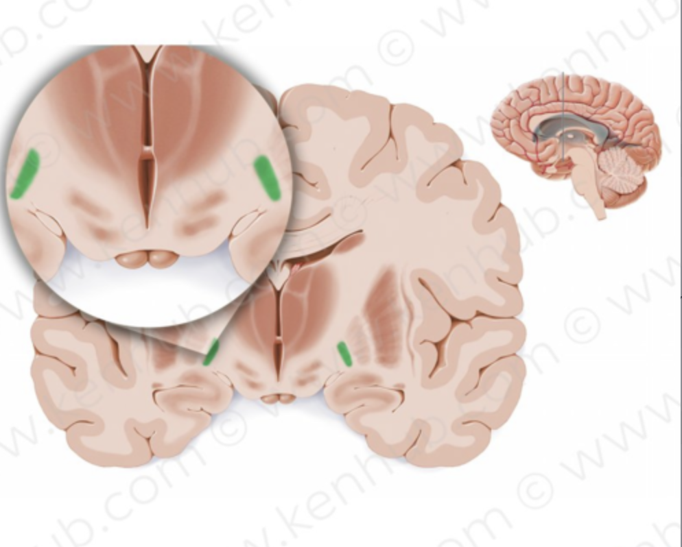 <p>part of cerebral (basal) nuclei, subconscious motor regulation</p>