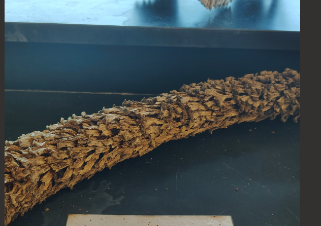 <p>Gymnosperms </p><ol><li><p>Name the phylum</p></li><li><p>male cone or female cone</p></li></ol><p></p>