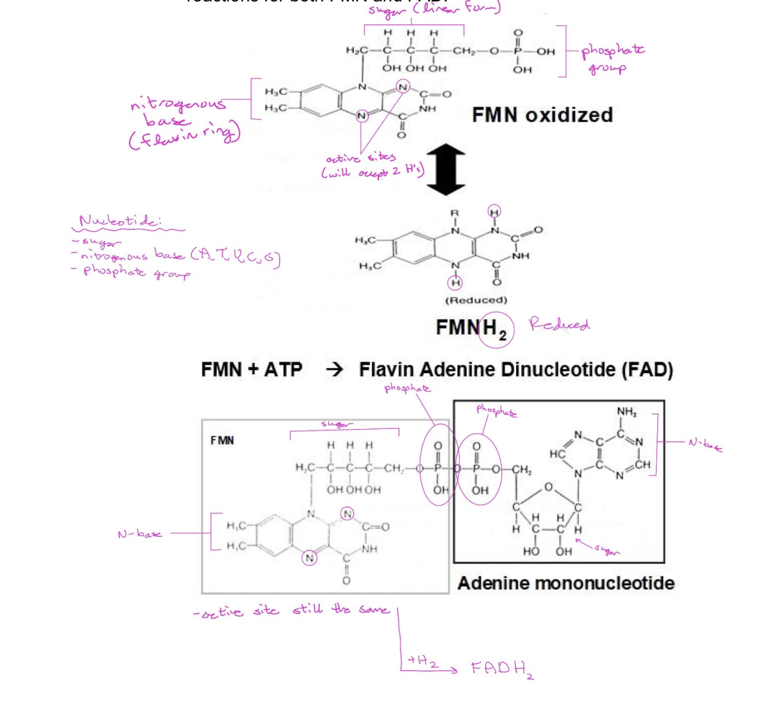 <p>1. <em>Coenzyme derivatives</em>: Flavin Mononucleotide (FMN) and Flavin Adenine Dinucleotide (FAD)</p><p class="p1">2. <em>Carrier of</em>: two hydrogen atoms (NOT protons)</p><p class="p1">3. Structures of flavin mononucleotide (FMN, oxidized form; FMNH2, reduced form) and flavin adenine dinucleotide (FAD, oxidized form). [FADH2, the reduced form is not shown.]—<strong><em>See figures below</em></strong></p><ul><li><p class="p1">A nucleotide consists of a nitrogenous base, a 5-carbon sugar (for FMN the sugar is in a linear configuration), and one or more phosphate groups.</p></li><li><p class="p1">Note that the <strong>same</strong> two nitrogen atoms in the flavin ring are the points where hydrogen atoms are attached in oxidation/reduction (a.k.a. redox) reactions for both FMN and FAD.</p></li></ul><p class="p1">4. Enzymes requiring FMN or FAD</p><p class="p1">a. Dehydrogenase enzymes catalyzing reactions oxidizing an alkane to an alkene always reduce FAD to FADH2, such as <em>succinate dehydrogenase </em>(TCA cycle) and <em>acyl CoA dehydrogenase</em> (fatty acid oxidation). Note that FADH2 is a substrate of the ETC.</p><p class="p1">b. Cytochrome P450s (CYPs)</p><ul><li><p class="p1">a family of heme-containing monooxygenase enzymes (P450 refers to the absorbance at 450 nm of the protein)</p></li><li><p class="p1">important in detoxification of foreign compounds (xenobiotics) such as in acetaminophen overdose.</p></li><li><p class="p1">CYPs use FAD and FMN in redox reactions.</p></li></ul><p class="p1">5. Deficiency:</p><ul><li><p class="p1">Not associated with any major human disease.</p></li><li><p class="p1">Symptoms of deficiency show up as scaly dermatitis, glossitis of the tongue (tongue appearing smooth and purplish), and cheilosis (breaking and chapping of skin around the mouth).</p></li></ul><p></p>