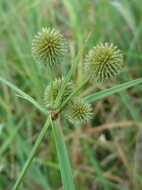 <p>Cyperus echinatus</p>