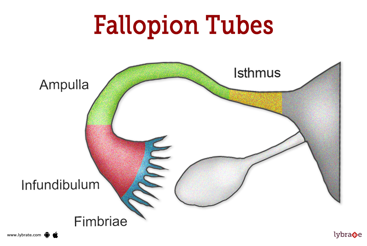 <p><strong>Fallopian tubes</strong></p>