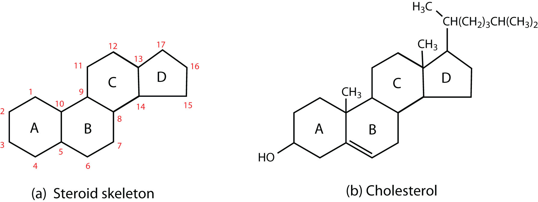<p>3 6-Carbon rings and 1 5-Carbon ring, side chains, and Carbon Carbon double bonds that modify function. </p><p>Function: membrane fluidity (cholesterol) and signaling molecules (testosterone, estrogen)</p>