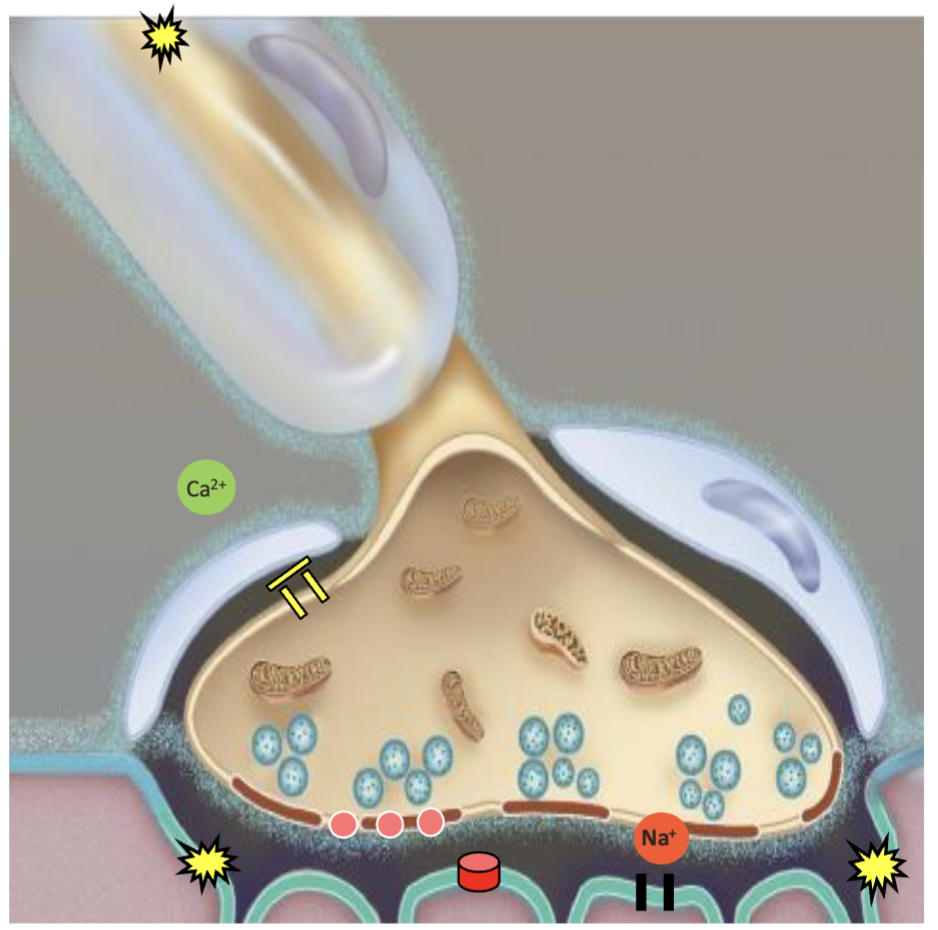 <ol><li><p><strong>AP</strong> travels down the motor neuron → reaches axon terminal</p></li><li><p>Voltage-gated <strong>Ca²⁺ channels open</strong> → Ca²⁺ enters axon terminal</p></li><li><p>Ca²⁺ triggers synaptic vesicles → <strong>ACh released</strong> into synaptic cleft</p></li><li><p>ACh binds receptors on the <strong>motor end plate</strong> → Na⁺ channels open → <strong>Na⁺ enters</strong></p></li><li><p>Creates a large <strong>end-plate potential (EPP)</strong> → depolarizes the sarcolemma</p></li></ol><p><strong>Sequence:</strong><br>AP → Ca²⁺ IN → ACh release → Na⁺ IN → EPP → muscle depolarization</p>