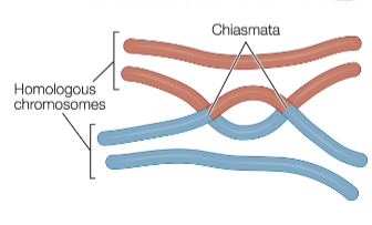 <p>rearrangement of DNA sequences by breaking and rejoining chromosome segments </p>