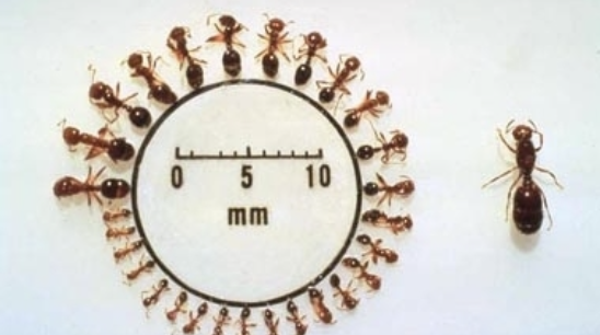 <p>Hymenoptera</p>