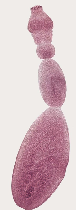 <p>Tiny worms, complete w/ scolex &amp; 2 proglottids </p><p>Cat &amp; Dogs that eat the infective metacestode (hydatid cyst)</p>