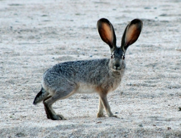 <p>• Larger than cottontail</p><p>• Proportionally larger ears</p><p>• Long legs</p><p>• Dark fur on tail and on tip of ears</p><p>• Yellow eyes</p>