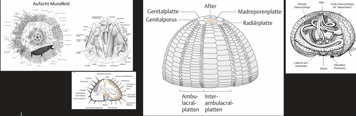 <p></p><ul><li><p>Kuppelförmiger Körper mit reduzierter Aboralseite, reguläre und irreguläre Form</p></li><li><p>Sitzen nur mit dem zentralen Teil der Oralseite auf Substrat auf</p></li><li><p>Weidegänger, vegetarische Ernährung</p></li><li><p>Langer in 1-2 Schlingen gelegter Darm</p></li><li><p>Kauapparat -> Laterne des Aristoteles</p></li></ul><p></p>