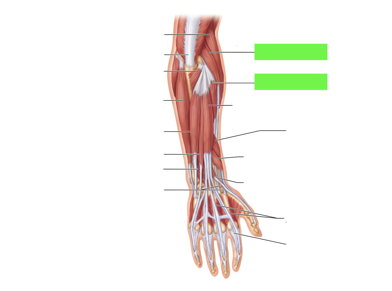 <p>Longus = top</p><p>Brevis = bottom</p>