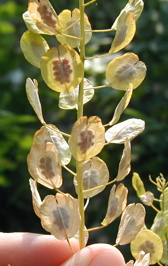 <p>Identify the weed</p>