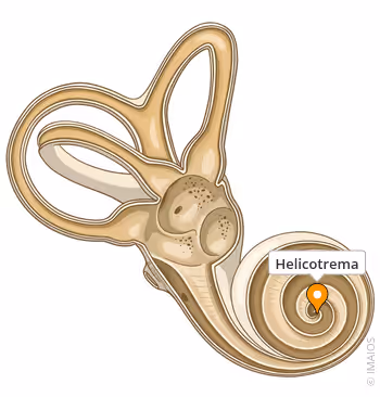 <p>tip of cochlea </p><ul><li><p>helicotrema</p></li></ul><p></p>