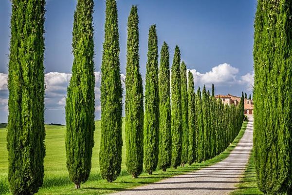 <p>بازدانگان کونیفرال</p><p>خانواده : سرو Cupresaceae </p><p>جنس : Cupressus </p><p> تنها گونه موجود در ایران :  sempervirens </p><p>این گونە دارای ۲،۳ واریته است : سرو ناز، سرو معمولی یا زربین</p><p></p>