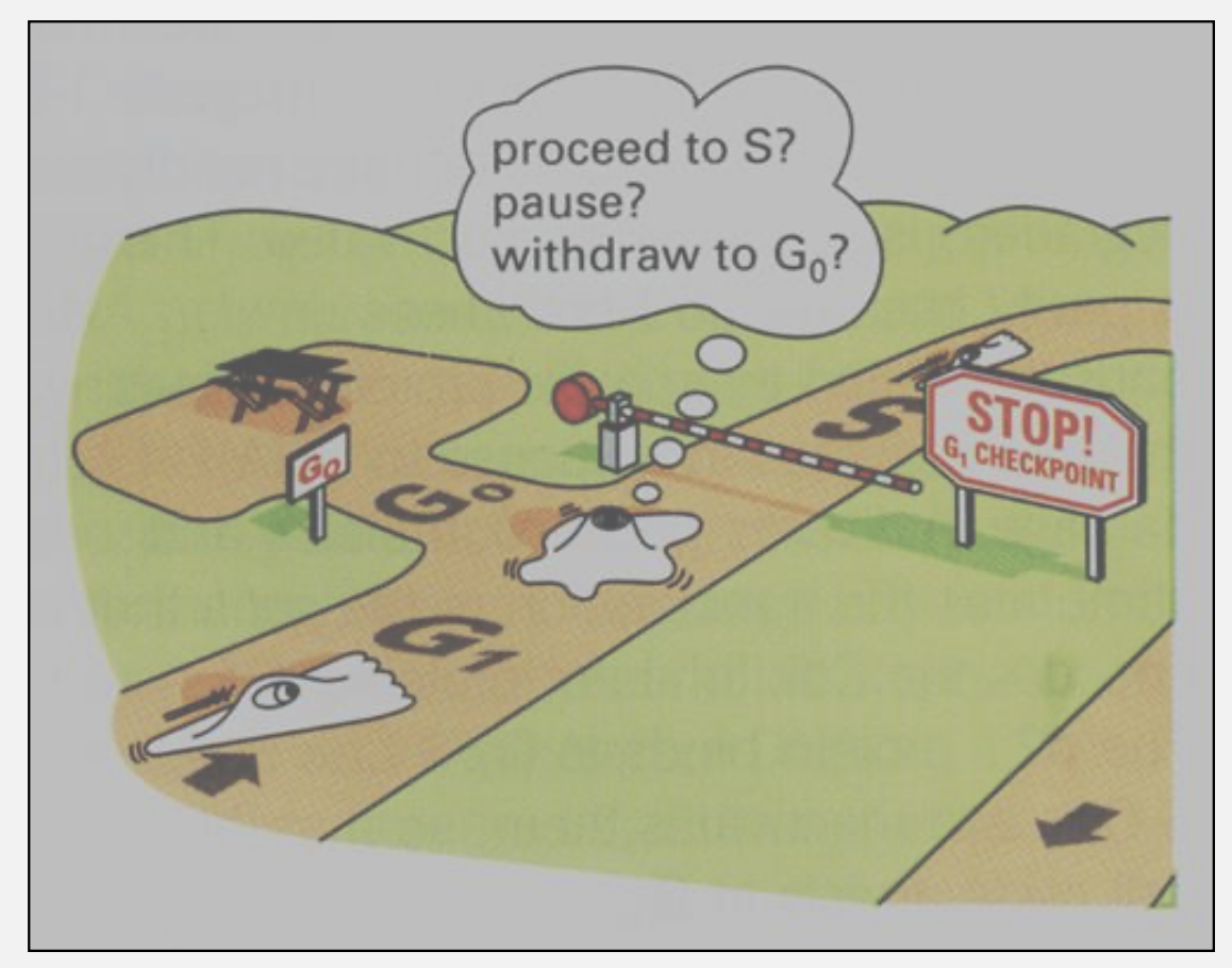 <p>What is the difference between G0 and G1?</p>