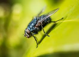 <p>Flies, mosquitos, maggots</p><ul><li><p>two wings with hind legs</p></li></ul><p></p>