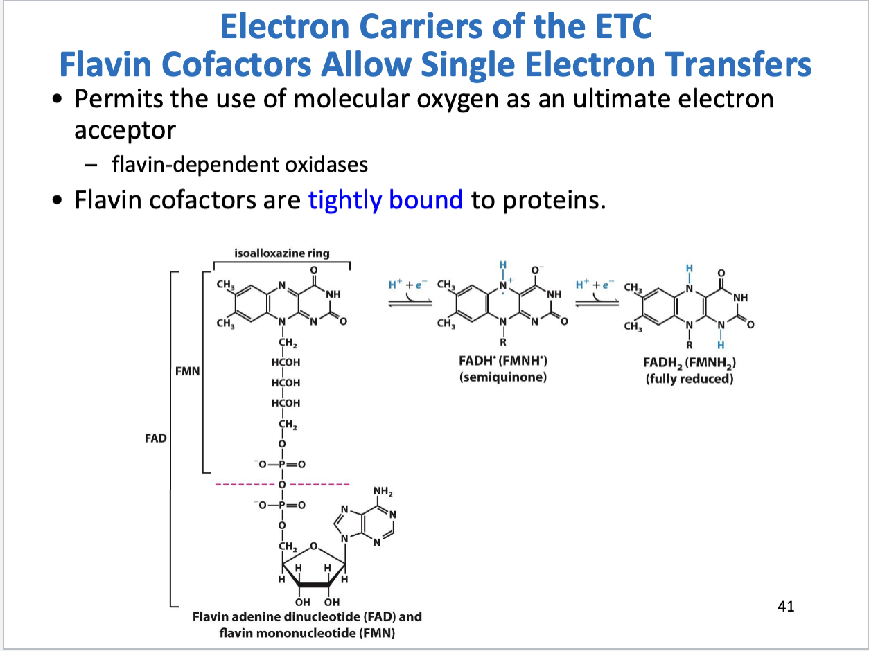 <ul><li><p>Allow for single electron transfers</p></li><li><p>Tightly bound to proteins (prosthetic group)</p></li></ul><p></p>