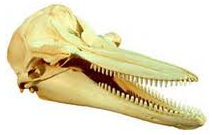 <p>Theria, Eutheria, Laurasiatheria, Euungulata, Artiodactyla/Cetartiodactyla, Whippomorpha, Cetacea, Odontoceti, Delphinidae</p><p>*-no boss on premaxilla</p><p>*-simple conical cheek teeth</p><p>*-dorsal fin usually present: falcate or pointed</p><p>>Laurasia</p><p>>Global Distribution (all 7 continents)</p>