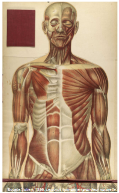 <p>Muscles of the Trunk: how many compartment?</p>