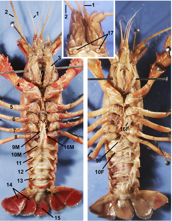 <p>taxa</p><p>label numbers</p>