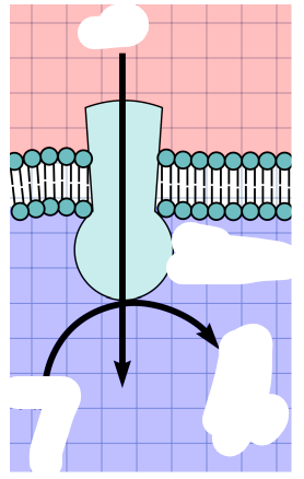 <p>FOFI ATP SYNTHASE</p>