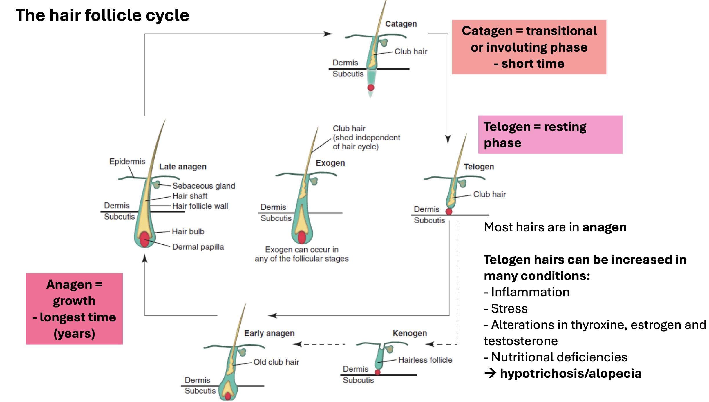 <ul><li><p><strong>anagen</strong> = growth phase; longest (years)</p><ul><li><p>most hairs are in <strong>anagen</strong></p></li></ul></li><li><p><strong>catagen</strong> = transitional or involuting phase; short</p></li><li><p><strong>telogen</strong> = resting phase</p><ul><li><p>→ kenogen</p></li><li><p>→ anagen</p></li></ul></li></ul><p></p>