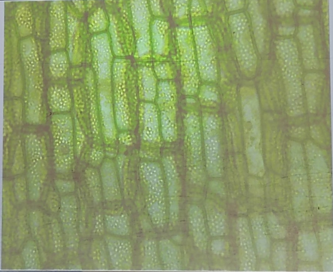 <ol><li><p>What is the tissue function</p></li><li><p>alive or dead</p></li></ol><p></p>