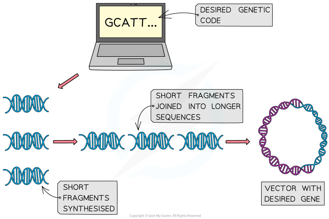 <ul><li><p>with the knwoledge of genetic code (aas required), scientists use computers to generate nucleotide sequence (rather than mRNA template) to produce the gene</p></li><li><p>short fragments of dna are first produce that are joined to make longer sequences of nucleotides thne inserted into vectors (plasmids)</p></li></ul><p></p>