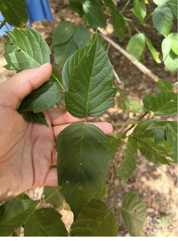 <p>green stemmed new growth</p>