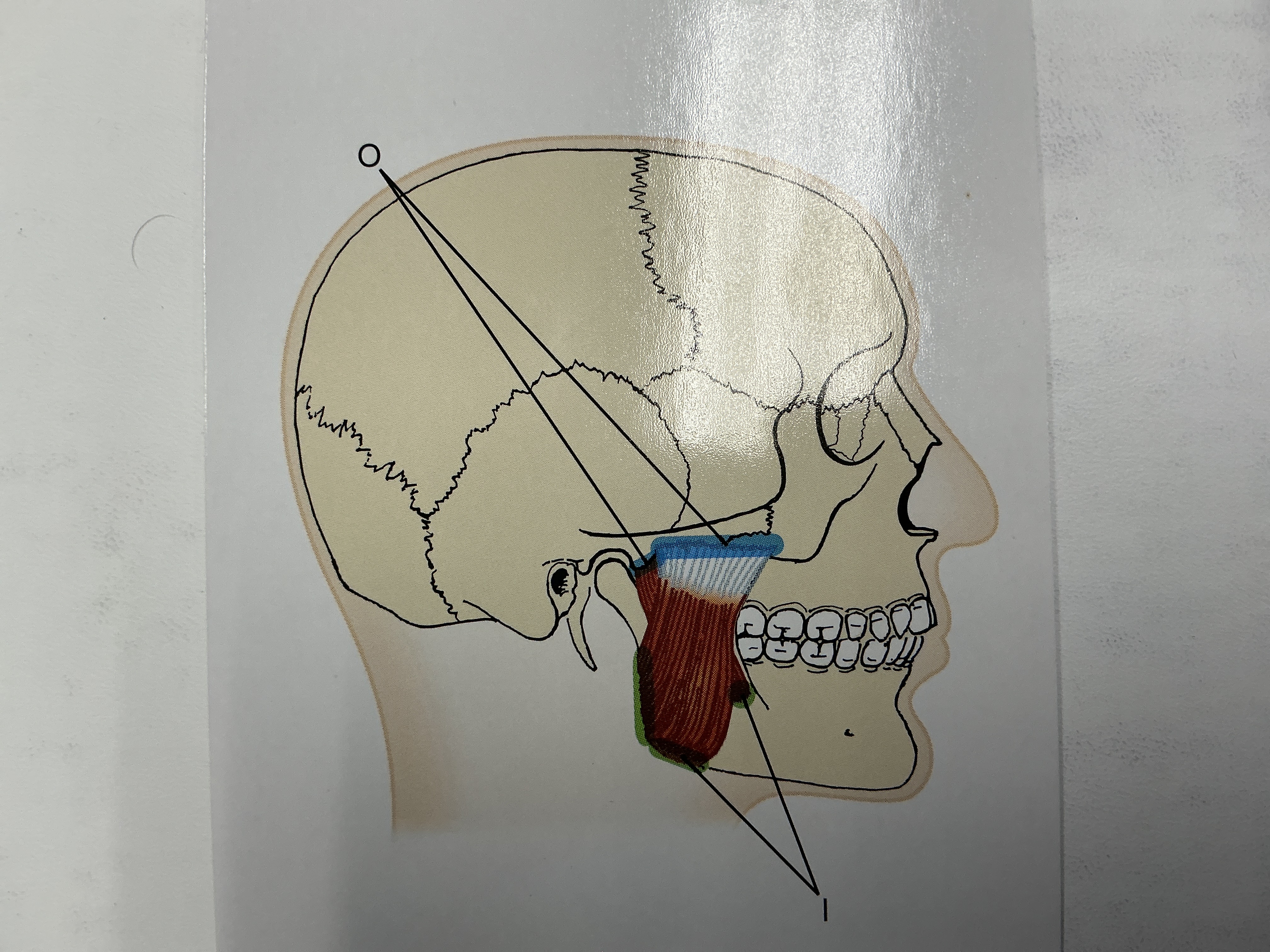 <p>name the muscle highlighted in red</p>