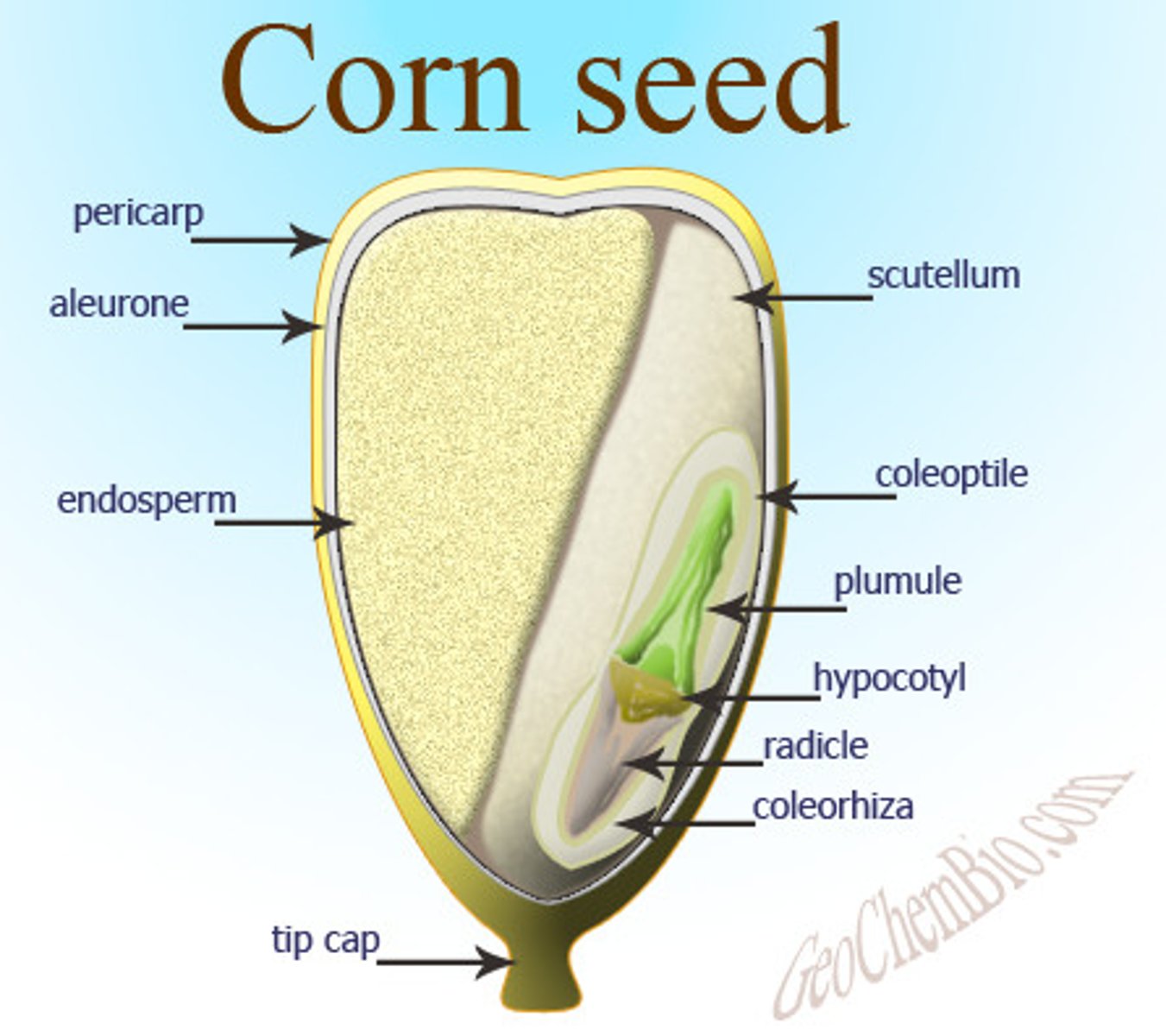 <p>endosperm</p>