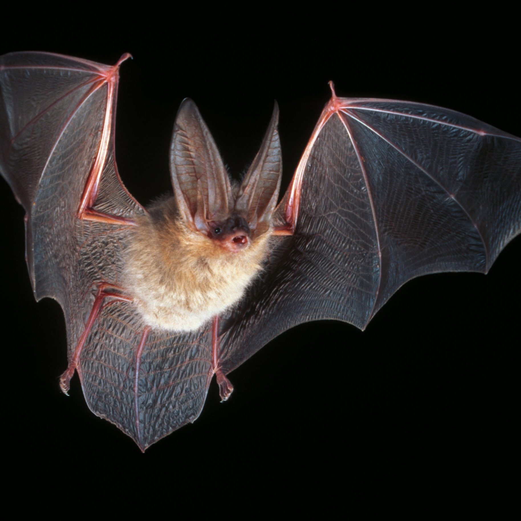 <p>Myotis septentrionalis</p>