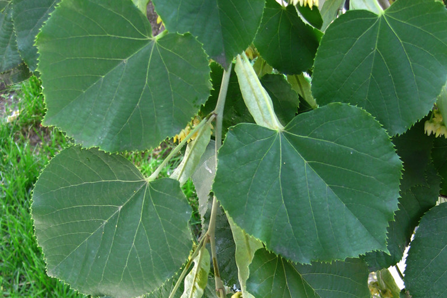 <p>Heart-shaped large leaves w/ uneven bases</p>
