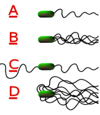 <p>C</p>
